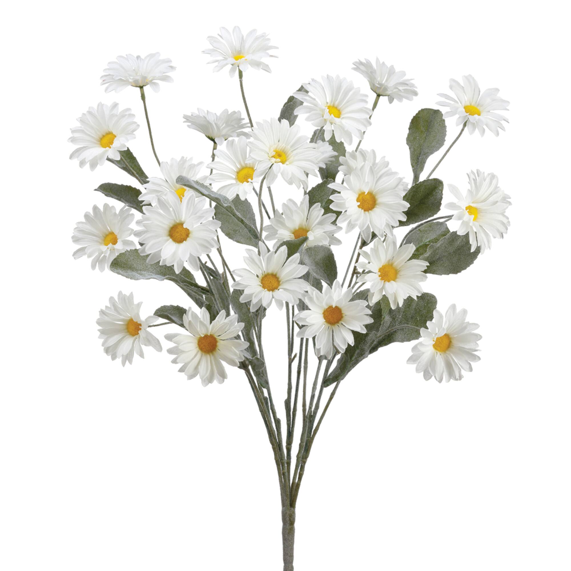 Cream Daisy Bush